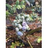 保山蓝莓苗什么时间种植  蓝莓苗育苗基地
