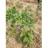 亳州2019蓝莓苗价格  蓝莓苗有哪些品种