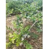 莆田1-2公分蓝莓苗多少钱  3-4公分蓝莓苗报价