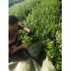 博尔塔拉蒙古自治州哪里有薄雾蓝莓苗  薄雾蓝莓苗报价