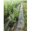 迪庆藏族自治州蓝莓苗什么时间种植  蓝莓苗育苗基地