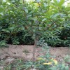 天门2019泰山红石榴苗报价  石榴苗有哪些品种