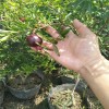 宁波红巨蜜石榴苗哪里有  2公分红巨蜜石榴苗价格