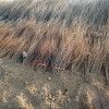 日喀则地区2019泰山红石榴苗报价  石榴苗有哪些品种
