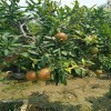 昌都地区红巨蜜石榴苗哪里有  2公分红巨蜜石榴苗价格