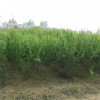 晋城2019泰山红石榴苗报价  石榴苗有哪些品种