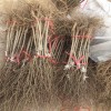三门峡2019泰山红石榴苗报价  石榴苗有哪些品种
