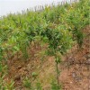 黔东南苗族侗族自治州2019泰山红石榴苗报价  石榴苗有哪些品种