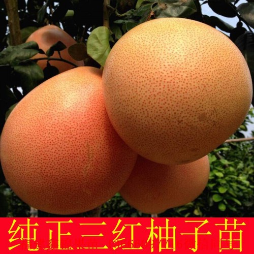 新闻：咸宁泰国青柚苗在哪里买