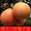 新闻：阿坝琯溪三红蜜柚苗