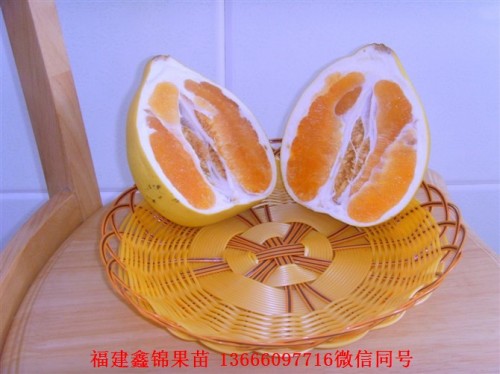 新闻：安顺泰国青柚苗进口