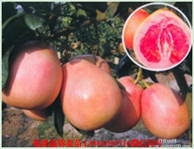 新闻：商丘红肉蜜柚苗供应