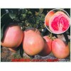新闻：泸州红蜜柚苗基地