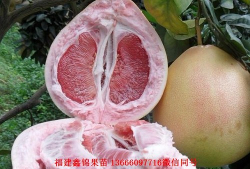 新闻：广安红肉蜜柚苗哪里有
