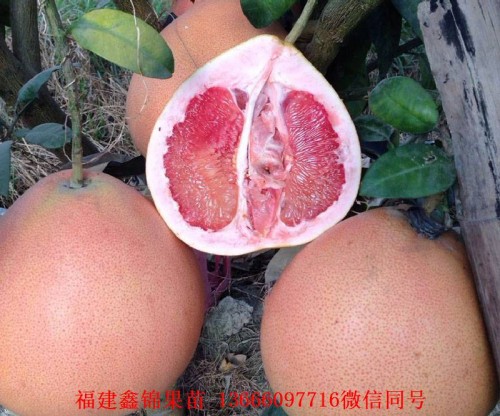 新闻：黄山泰国青柚苗报价