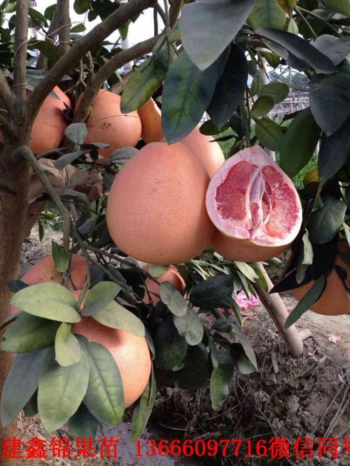 新闻：温州越南青柚苗哪里有卖