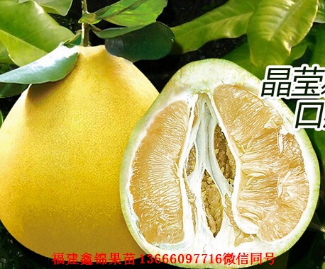 新闻：九江红蜜柚苗价格