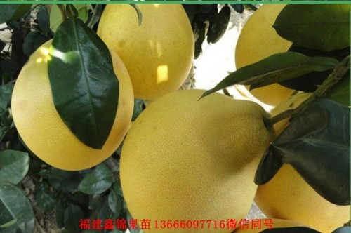新闻：南京越南青柚苗