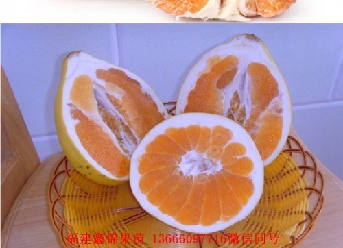 新闻：漳州三红蜜柚苗哪里有卖