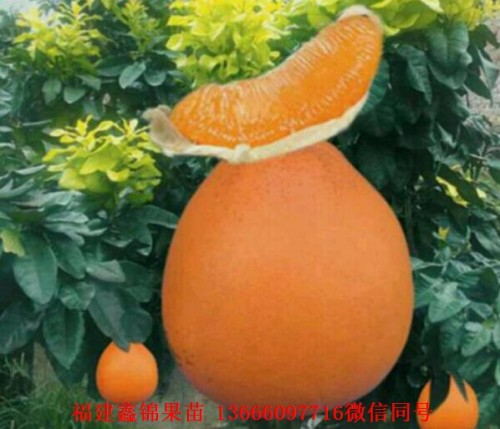 新闻：宁波三红蜜柚苗木