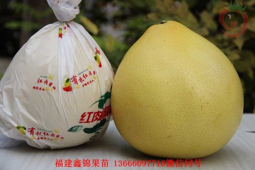 新闻：南京越南青柚苗