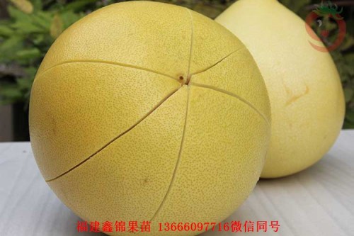 新闻：泰州越南青柚苗价格