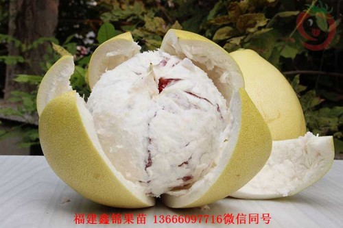 新闻：赣州哪里有出售红肉蜜柚苗