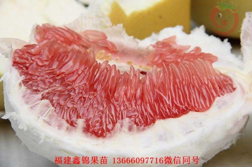 新闻：荆州三红蜜柚苗的价格