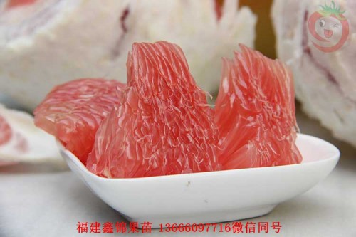 新闻：昆明三红蜜柚苗的价格