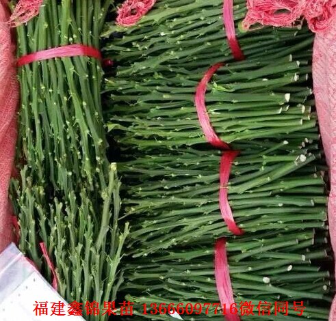 新闻：淮南泰国红宝石青柚苗