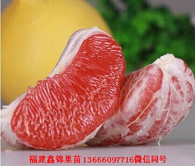 新闻：许昌有正宗的泰国青柚苗吗