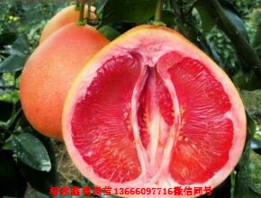 新闻：福建海南水晶青柚苗价格