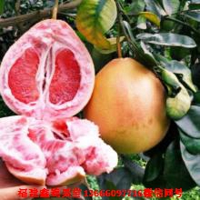 新闻：九江红蜜柚苗价格