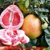 新闻：柳州水晶青柚苗价格