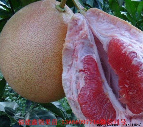 新闻：福州柚子苗价