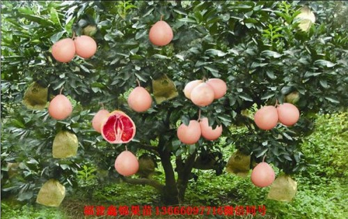 新闻：肇庆琯溪红肉蜜柚苗基地