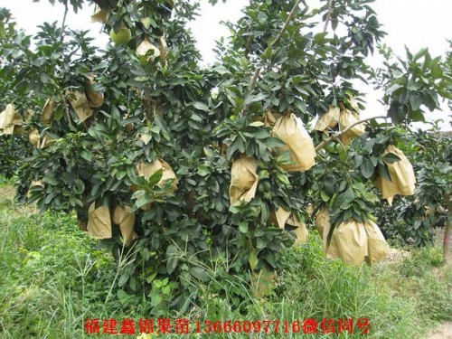 新闻：宜宾马来西亚青柚苗