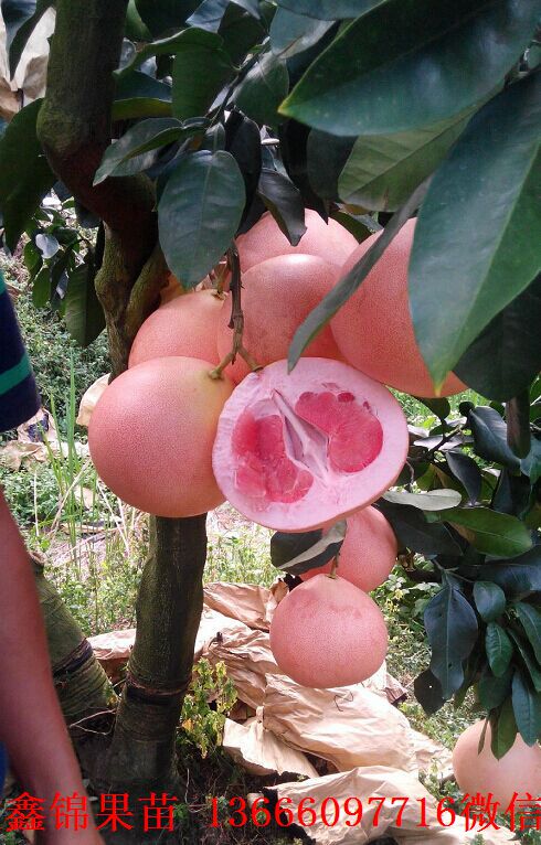 新闻：南通马来西亚青柚苗