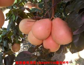 新闻：永州哪里有红心柚子苗卖
