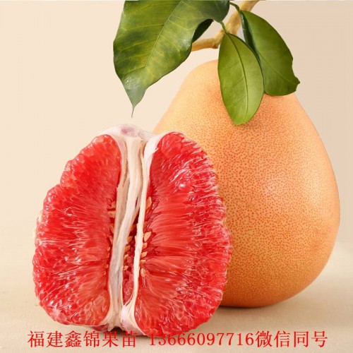 新闻：安顺泰国青柚苗进口