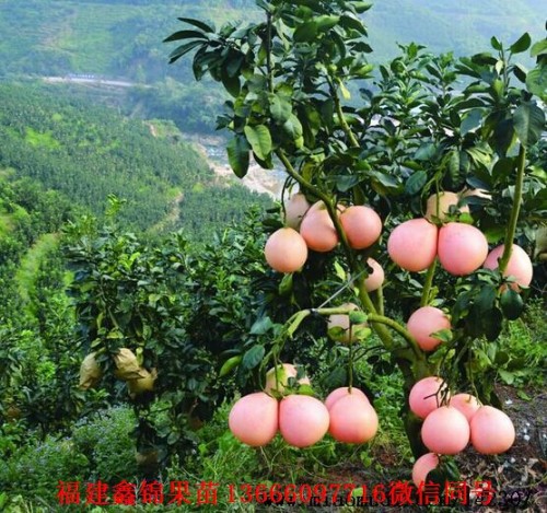 新闻：云南红肉柚子苗基地