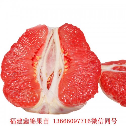 新闻：滁州红皮红肉蜜柚苗价格