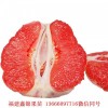 新闻：武汉三红柚子苗基地