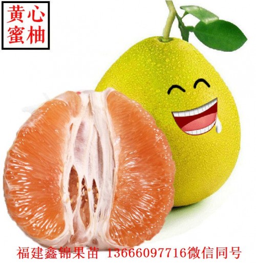 新闻：湖州广东红肉蜜柚苗