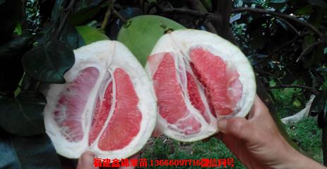 新闻：蚌埠三红肉蜜柚苗价格