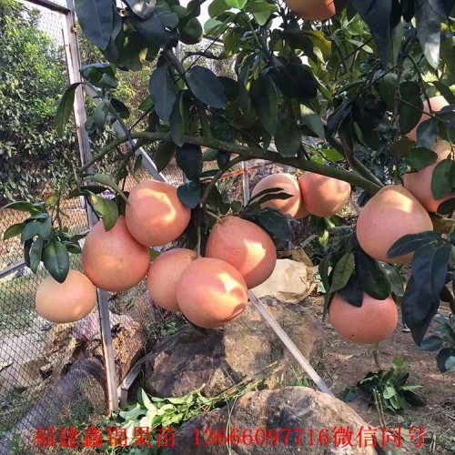 新闻：武汉哪里有柚子苗卖