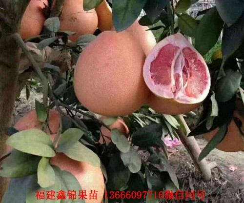 新闻：肇庆正宗红肉蜜柚苗场