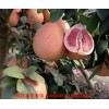 新闻：随州三红柚子苗多少钱