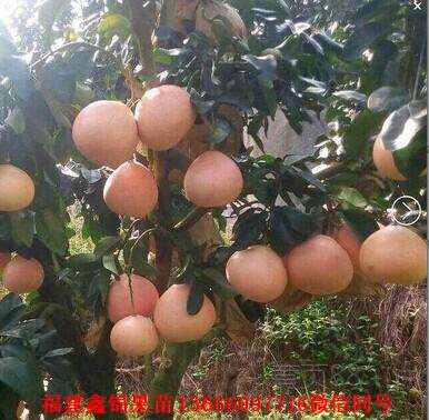 新闻：雅安产量高的青柚苗