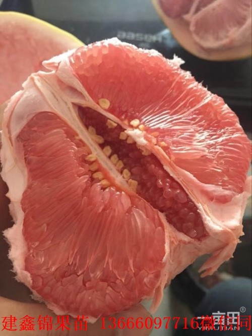 新闻：乐山红肉蜜柚苗价格是多少钱